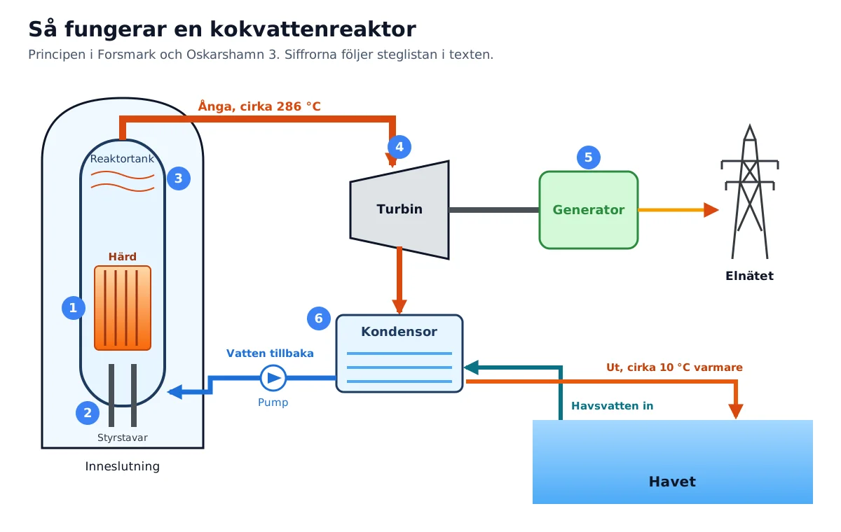 Schema över en kokvattenreaktor med reaktortank, turbin, generator, kondensor och kylvatten från havet