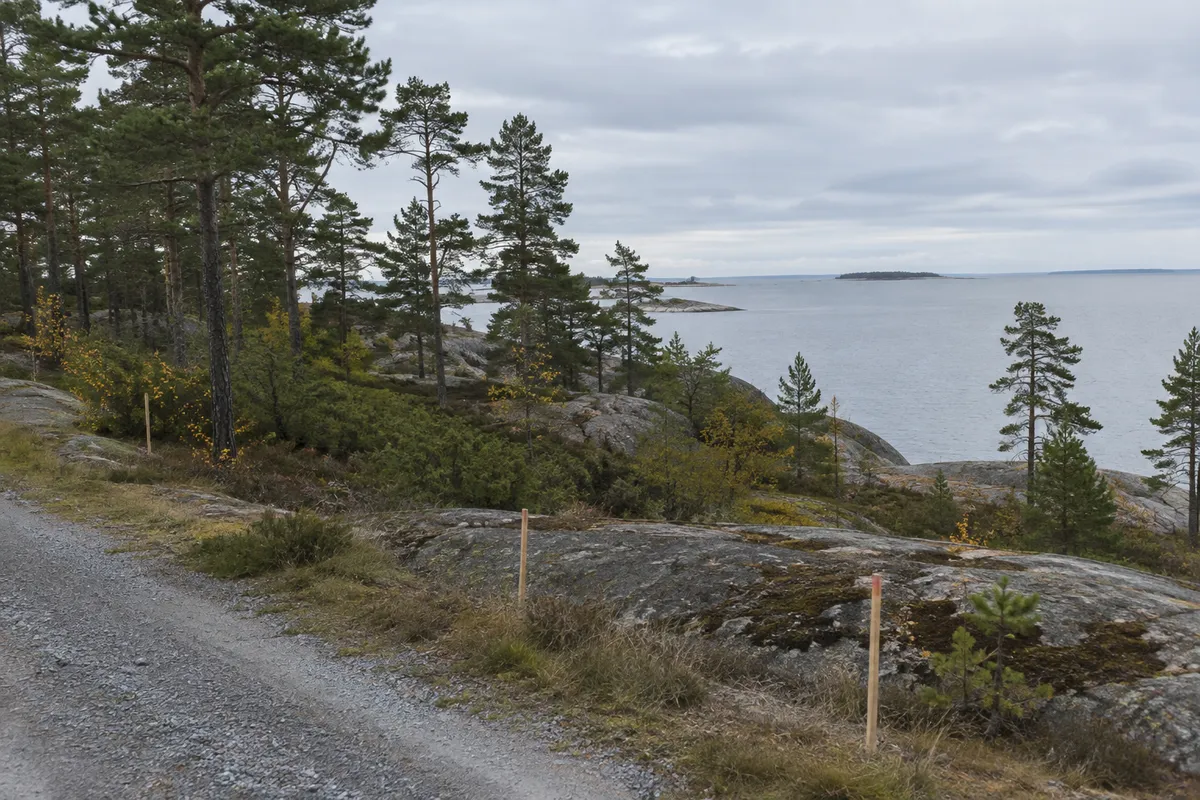 Tallskog på granithällar vid Östersjön med en grusväg och några mätkäppar i förgrunden