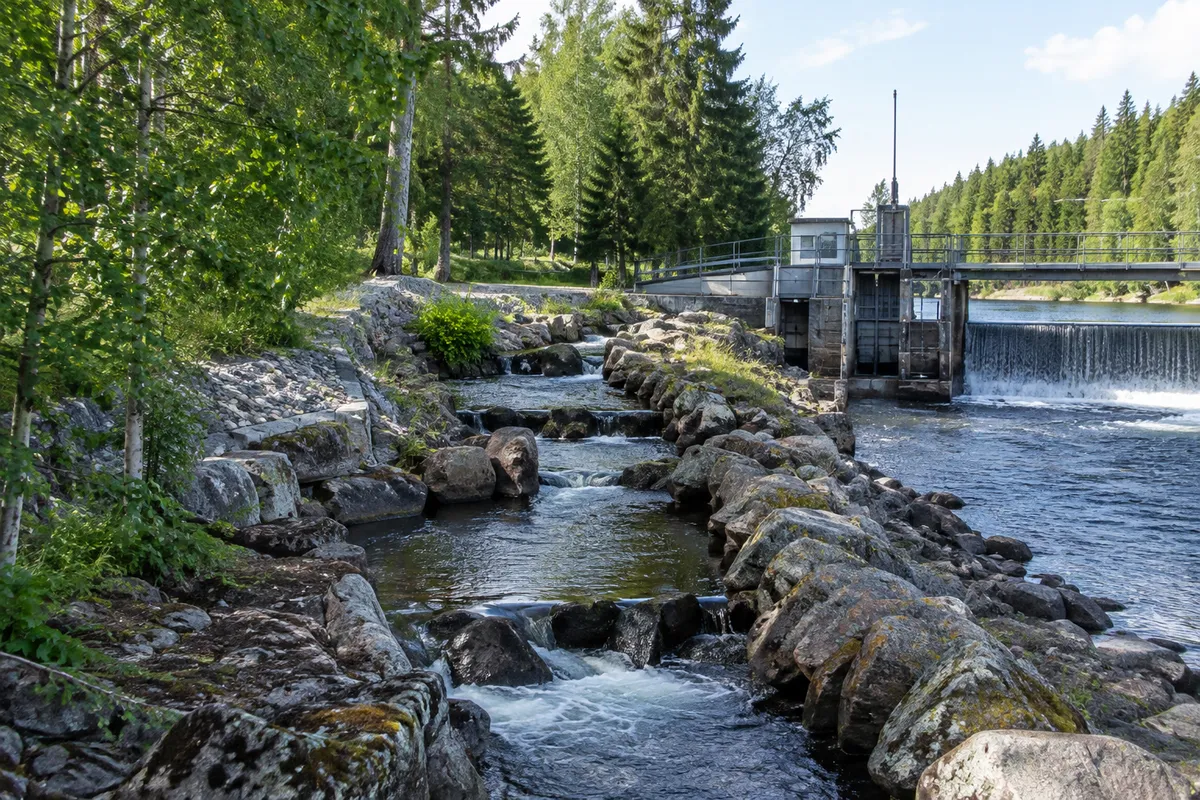 Naturlik fiskväg med stenar och strömmande vatten förbi en kraftverksdamm i en svensk skogså